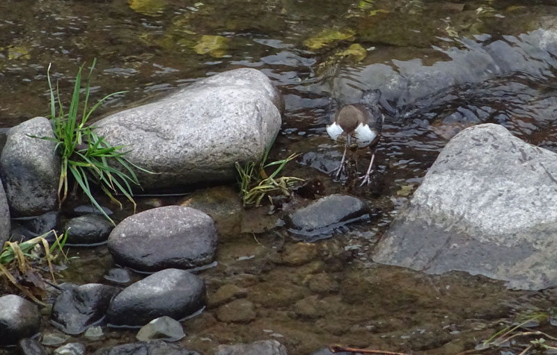 Cinclus cinclus  (Merlo acquaiolo)